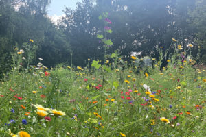 Blumenwiese in Lichtenau